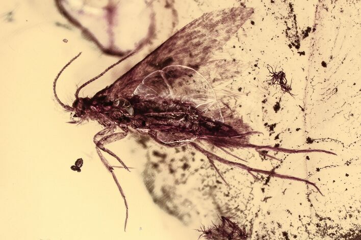 Detailed Fossil Moth (Lepidoptera) in Baltic Amber #335860